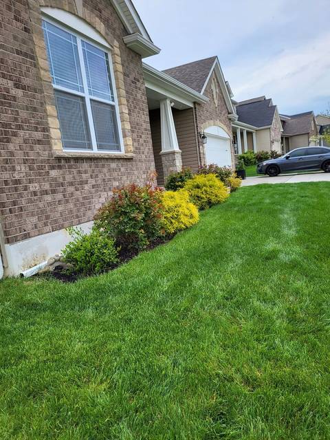 Mature shrubs along the side of a house